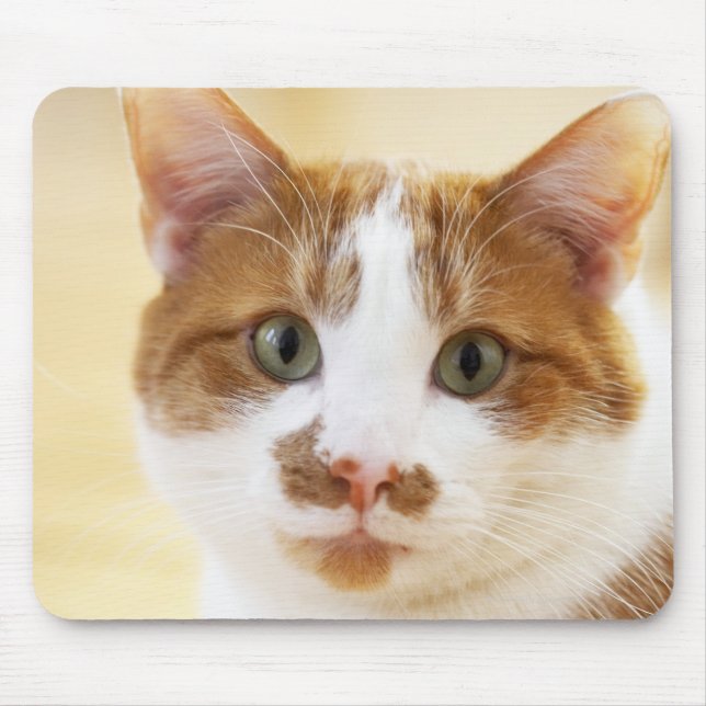 orange and white cat looking at camera mouse pad (Front)