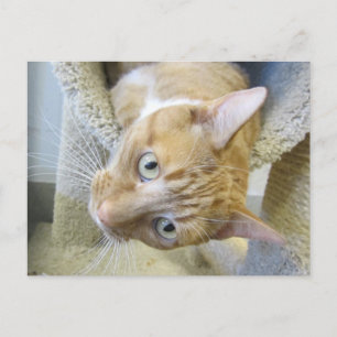 Orange and White Cat Postcard