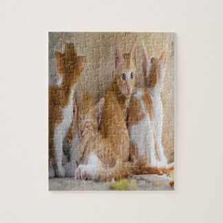 Orange and White Tabby Kitten/Add Your Pet's Photo Jigsaw Puzzle