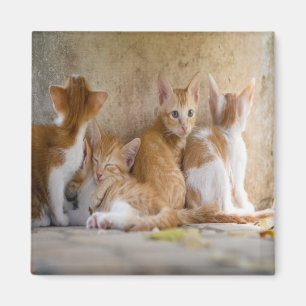 Orange and White Tabby Kitten/Add Your Pet's Photo Magnet