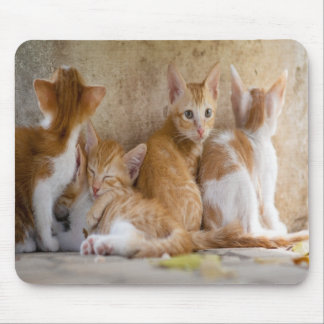 Orange and White Tabby Kitten/Add Your Pet's Photo Mouse Pad