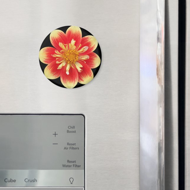 Orange and Yellow Collarette Dahlia Floral Magnet (In Situ (Fridge))