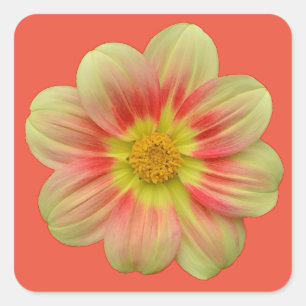 Orange and yellow dahlia flower square sticker