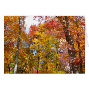 Orange and Yellow Fall Trees Autumn Photography