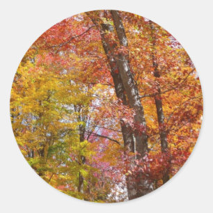 Orange and Yellow Fall Trees Autumn Photography Classic Round Sticker