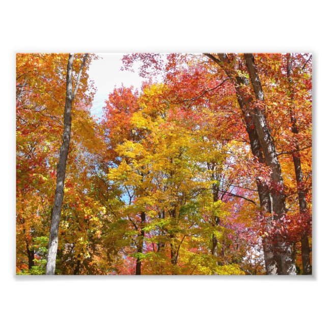 Orange and Yellow Fall Trees Autumn Photography Photo Print (Front)