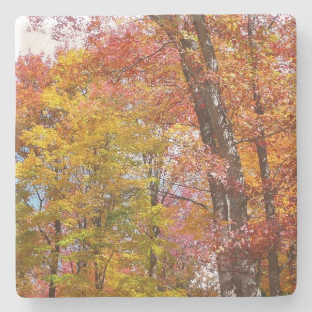 Orange and Yellow Fall Trees Autumn Photography Stone Coaster (Front)