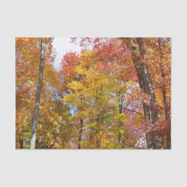 Orange and Yellow Fall Trees Autumn Photography Tissue Paper (Front)