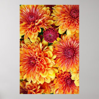 Orange and yellow mums poster