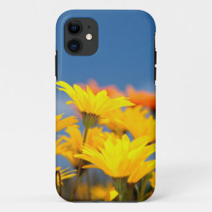 Orange And Yellow Namaqualand Daisies iPhone 11 Case