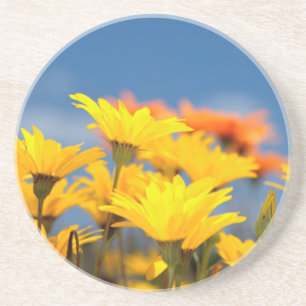 Orange And Yellow Namaqualand Daisies Coaster