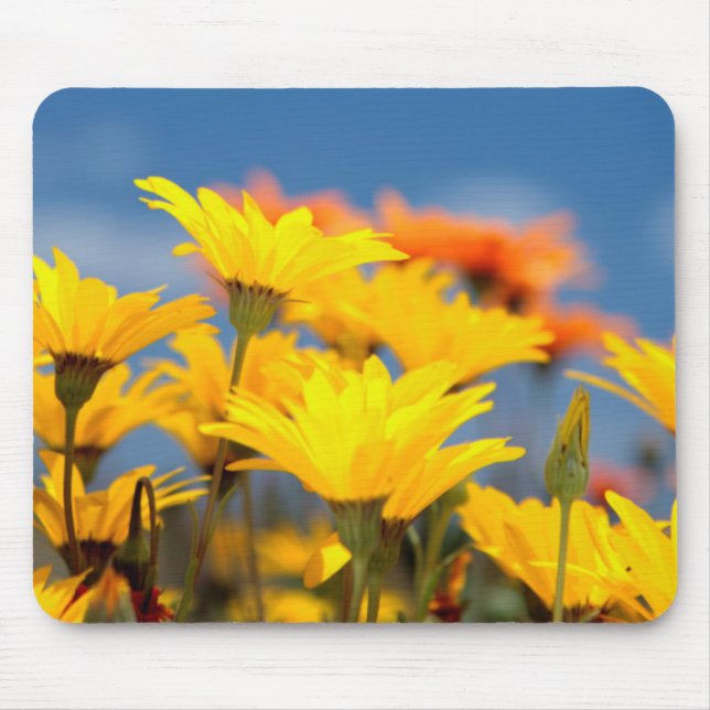 Orange And Yellow Namaqualand Daisies Mouse Pad (Front)