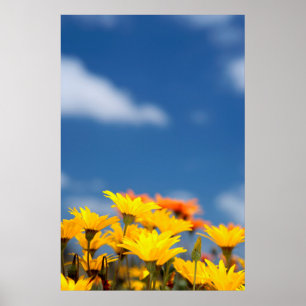 Orange And Yellow Namaqualand Daisies Poster