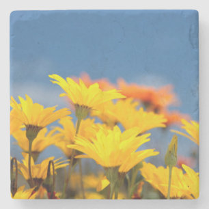 Orange And Yellow Namaqualand Daisies Stone Coaster