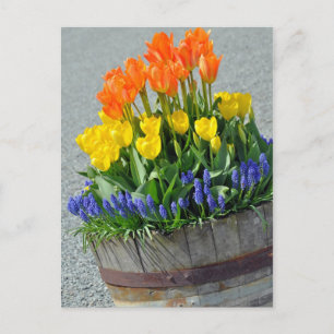 Orange and yellow tulips print postcard