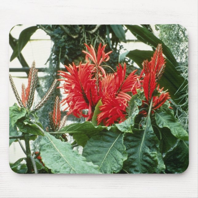 Orange Aphelandra Tetragona (Zebra Plant) flowers Mouse Pad (Front)