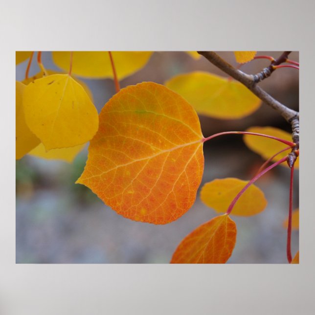Orange Autumn Leaf Poster (Front)
