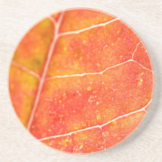 Orange Autumn Maple Leaf Sandstone Coaster (Front)