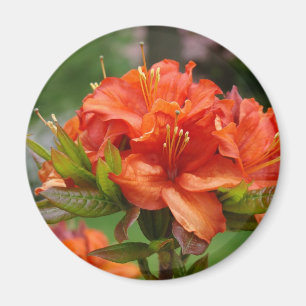 Orange AZALEA 14 FLOWERS Azaleas Cards Gifts Mugs Magnet