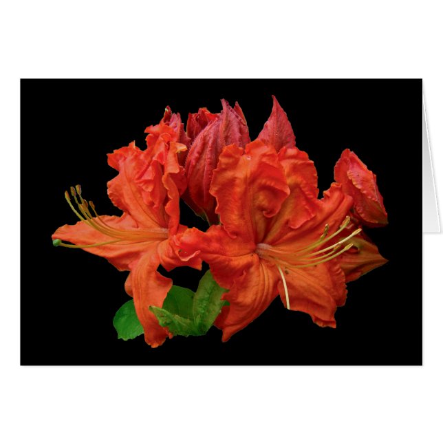 Orange Azalea Blossoms (Front Horizontal)