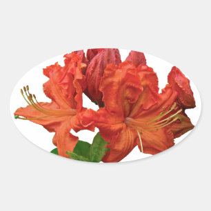 Orange Azalea Blossoms Oval Sticker