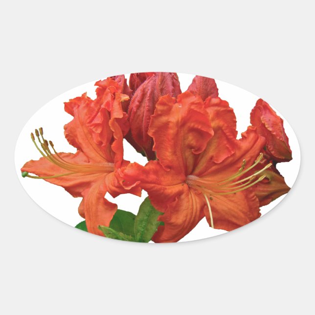 Orange Azalea Blossoms Oval Sticker (Front)