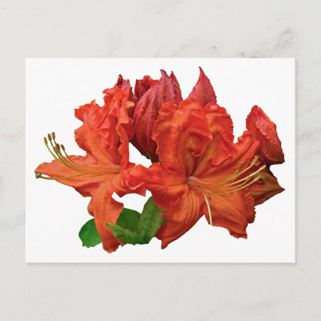 Orange Azalea Blossoms Postcard (Front)