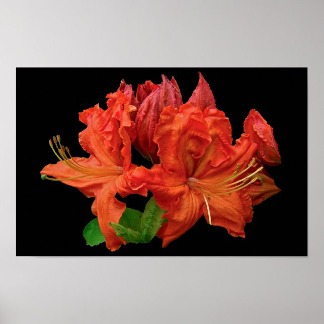 Orange Azalea Blossoms Poster (Front)