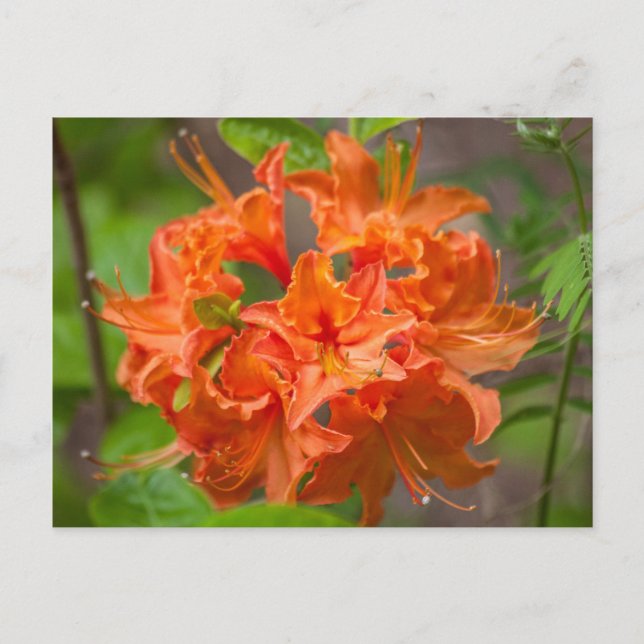 Orange Azalea Bush Floral Postcards (Front)