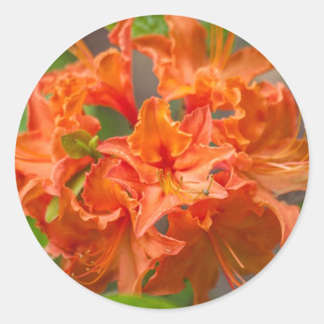 Orange Azalea Flowers Classic Round Sticker (Front)