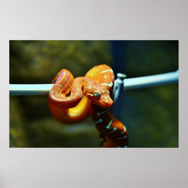Orange Ball Python Poster (Front)