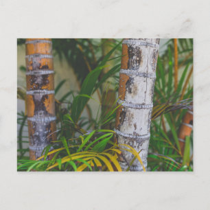Orange Bamboo Postcard