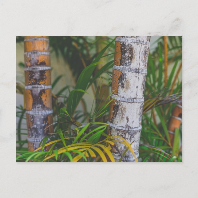 Orange Bamboo Postcard (Front)