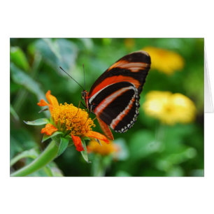 Orange Banded Butterfly