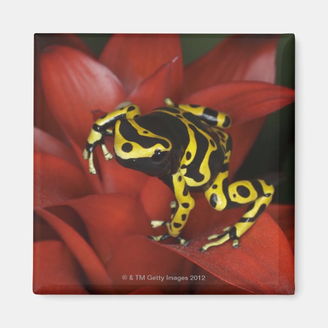 Orange banded dart frog  Dendrobates leucomelas Magnet (Front)