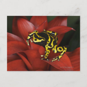 Orange banded dart frog  Dendrobates leucomelas Postcard