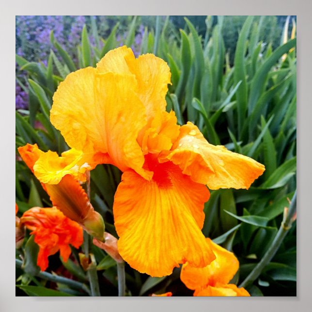 Orange Bearded Iris Poster (Front)
