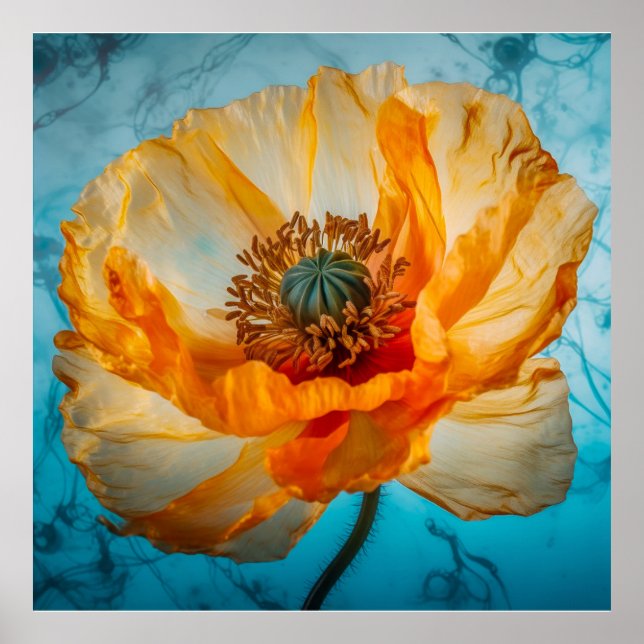 Orange Beauty  Poster (Front)