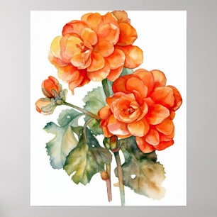 Orange Begonia Flowers Art Print Poster