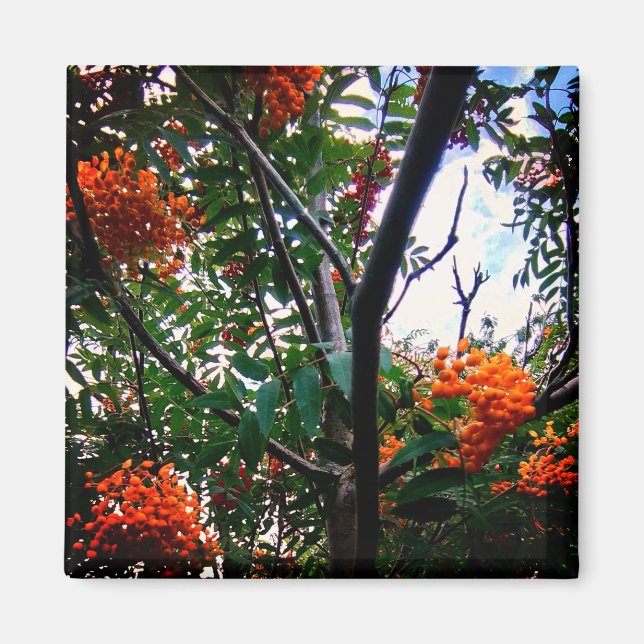 Orange berries magnet (Front)