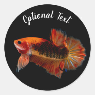 Orange Betta Fighting Fish Classic Round Sticker