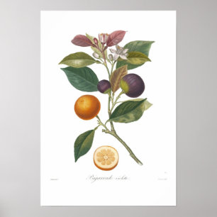 Orange,Bigarrade violette Poster
