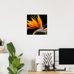 Orange Bird of Paradise Plant on Black Floral Poster