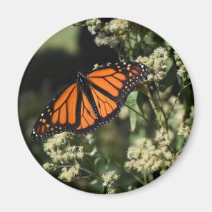 Orange Black Monarch Butterfly Nature Photography Magnet