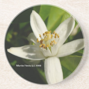Orange Blossom - Coaster