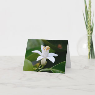 Orange Blossom Flower Card