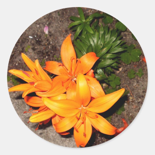 "ORANGE BLOSSOM KEEPSAKE COLLECTION" CLASSIC ROUND STICKER (Front)