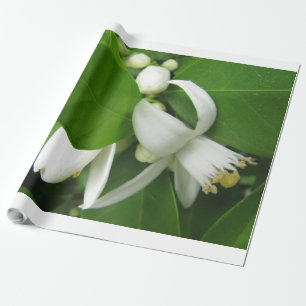 Orange Blossom Wrapping Paper