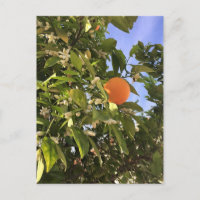 Orange blossoms