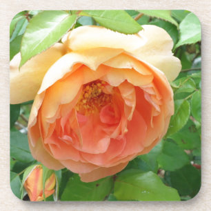 Orange Blush Rose Coaster